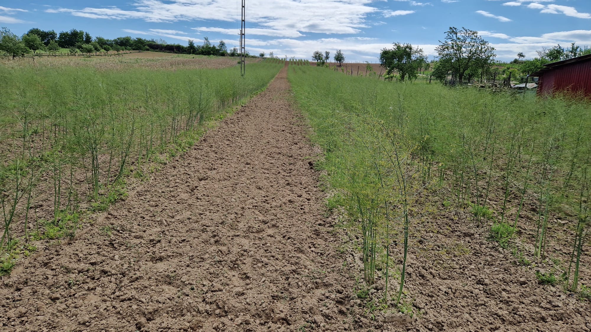 Plantație de sparanghel