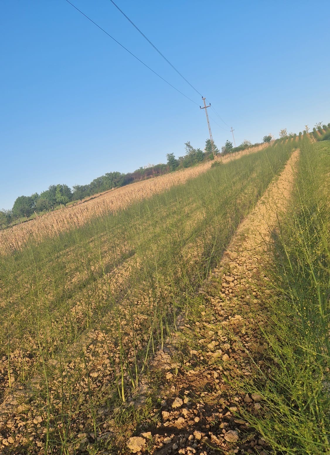 Plantație în lucru
